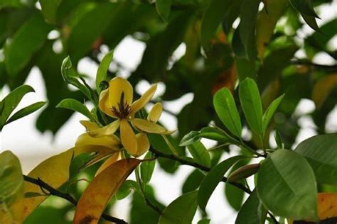 含笑樹|含笑花（木兰科含笑属植物）